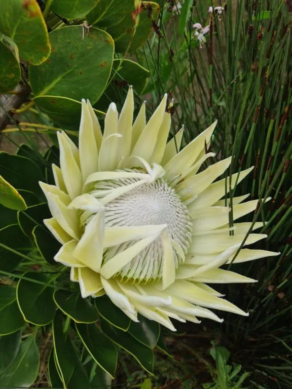 Pale yellow king protea flower blooming in lush garden setting