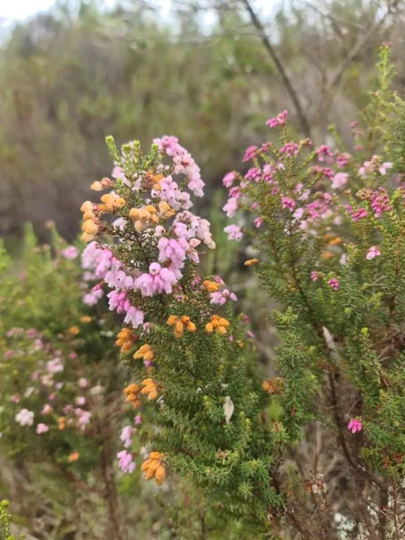 Close-up of pink and orange wildflowers blooming in garden landscape
