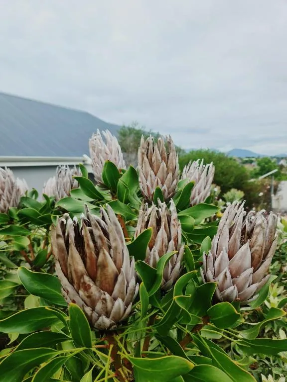 Close-up of protea flowers with mountain landscape in background