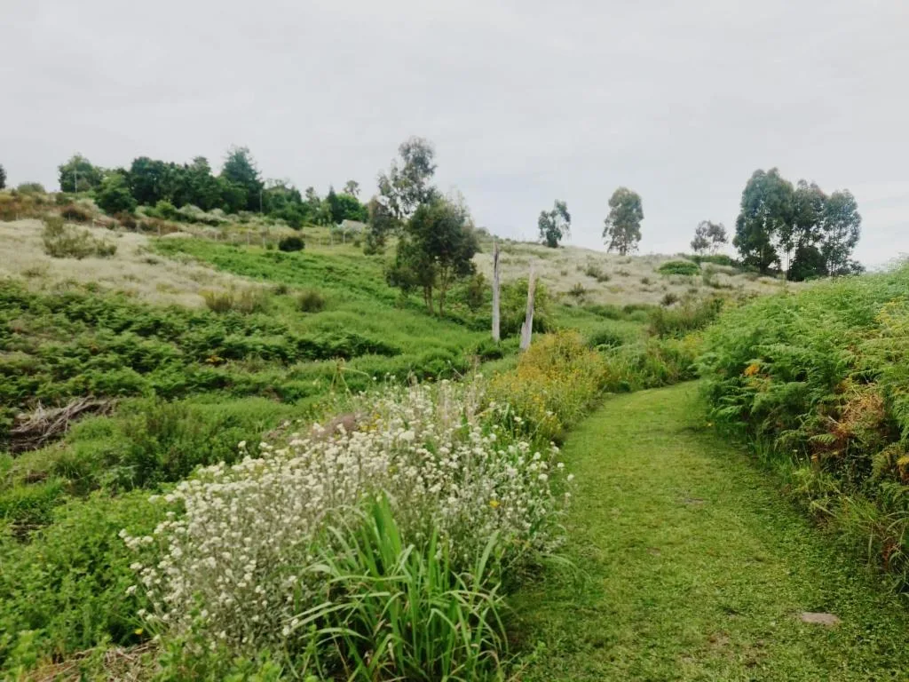 Lush green garden with white flowering plants and rolling hillside landscape
