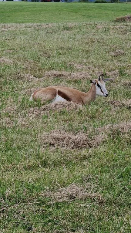 Antelope resting on grassy lawn with green fields in background