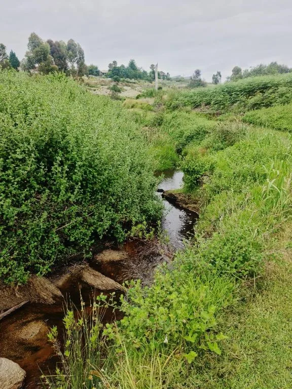 Lush green valley with creek, trees, and distant hills landscape
