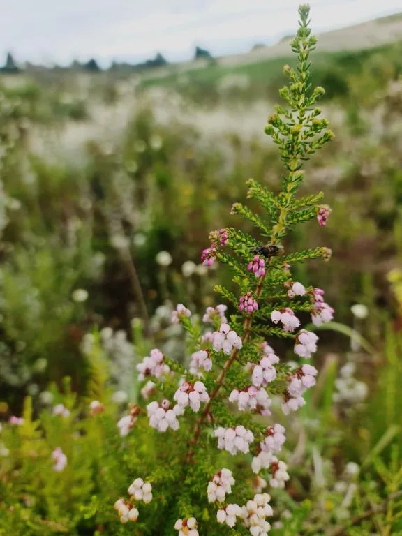 Wildflowers blooming in lush garden with rolling hills beyond