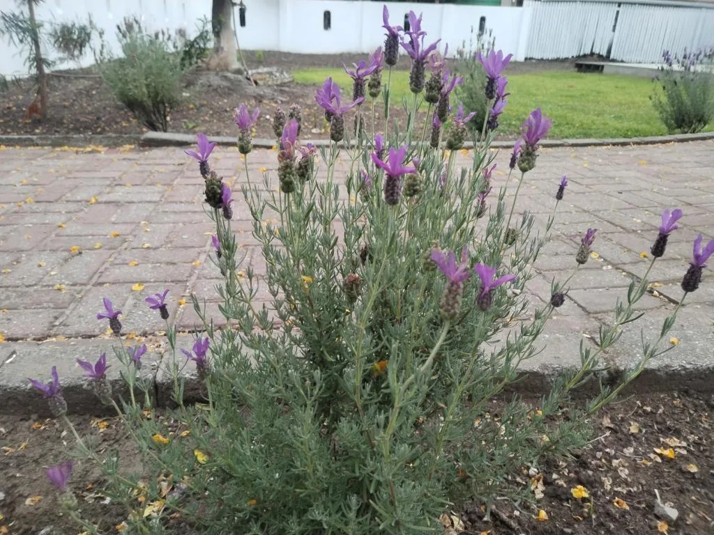 Purple flowering lavender plant with green foliage on paved courtyard