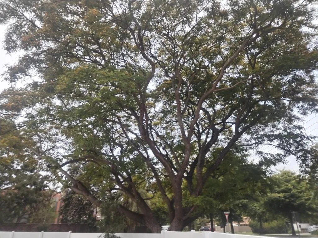 Mature oak trees provide natural shade over property entrance driveway