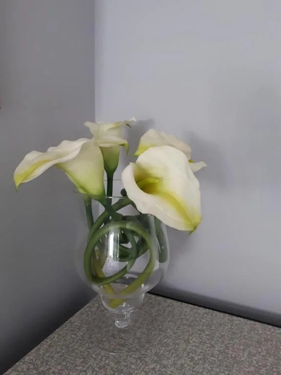 Fresh white calla lilies in glass vase on indoor surface