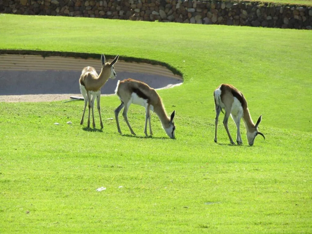 Antelope grazing on manicured lawn with water feature and stone wall