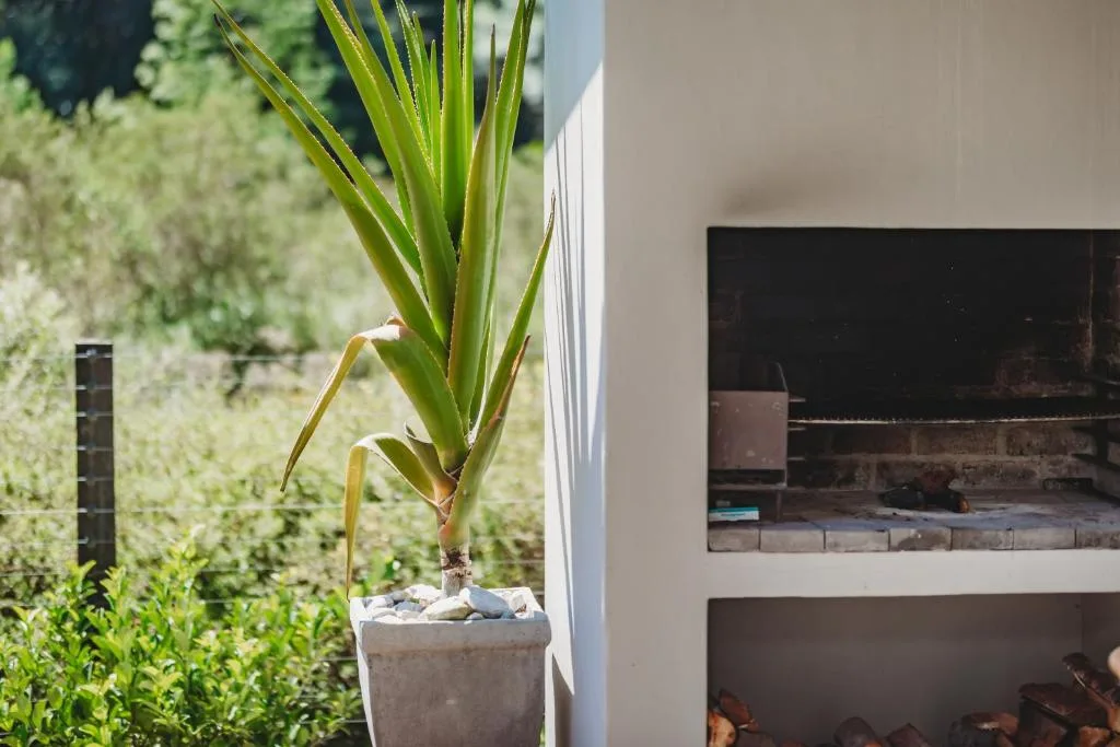 Potted green plant on windowsill with garden view behind