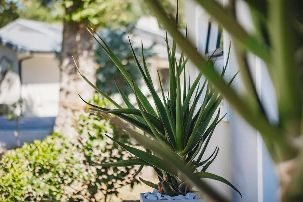 Close-up of spiky succulent plant in garden with property backdrop