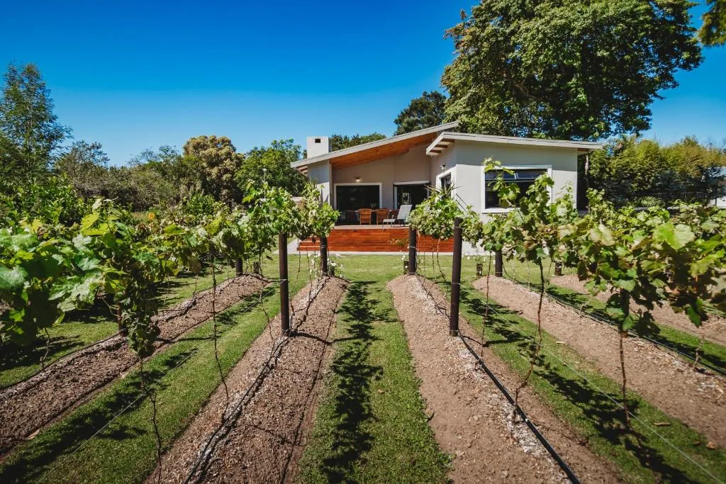 Modern white cottage with wooden deck surrounded by vineyard rows under blue sky