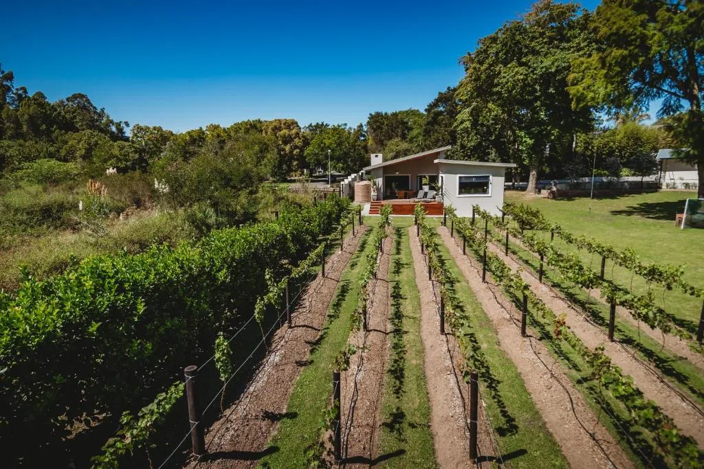 Modern cottage with vineyard rows stretching across manicured garden grounds