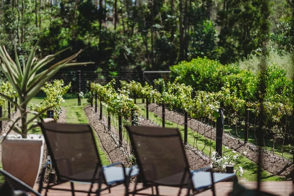 Vineyard rows with forest backdrop visible from outdoor seating area