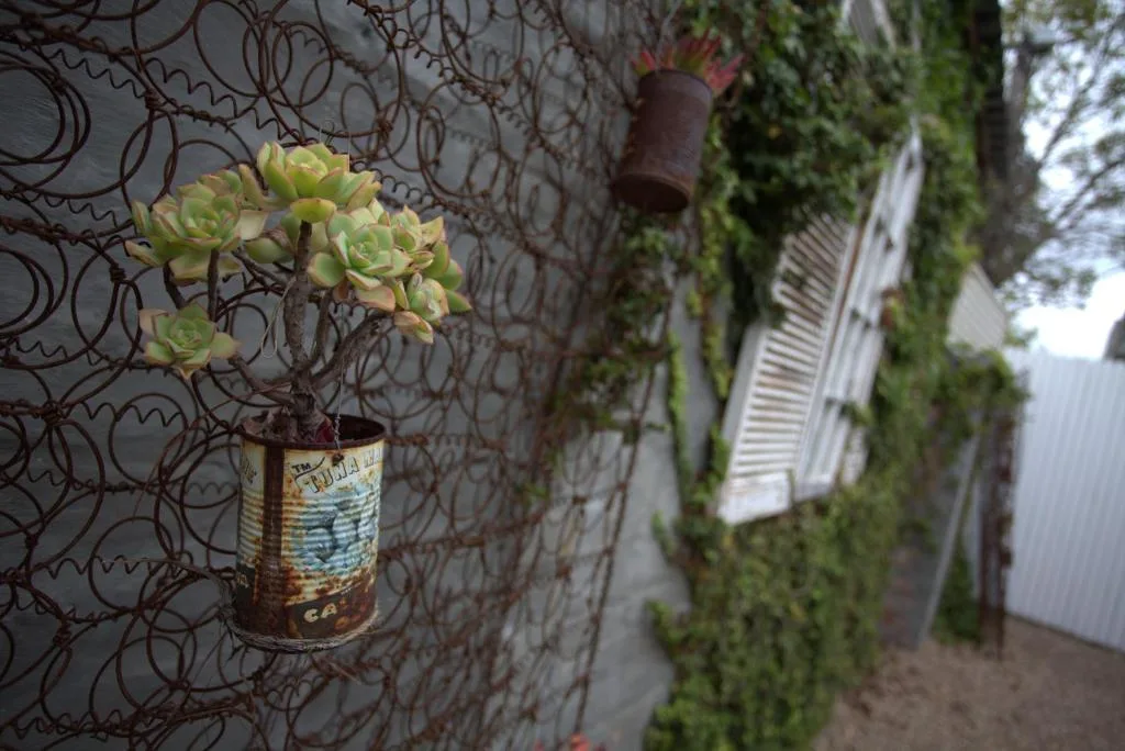 Succulent plant in rustic metal can hung on decorative trellis