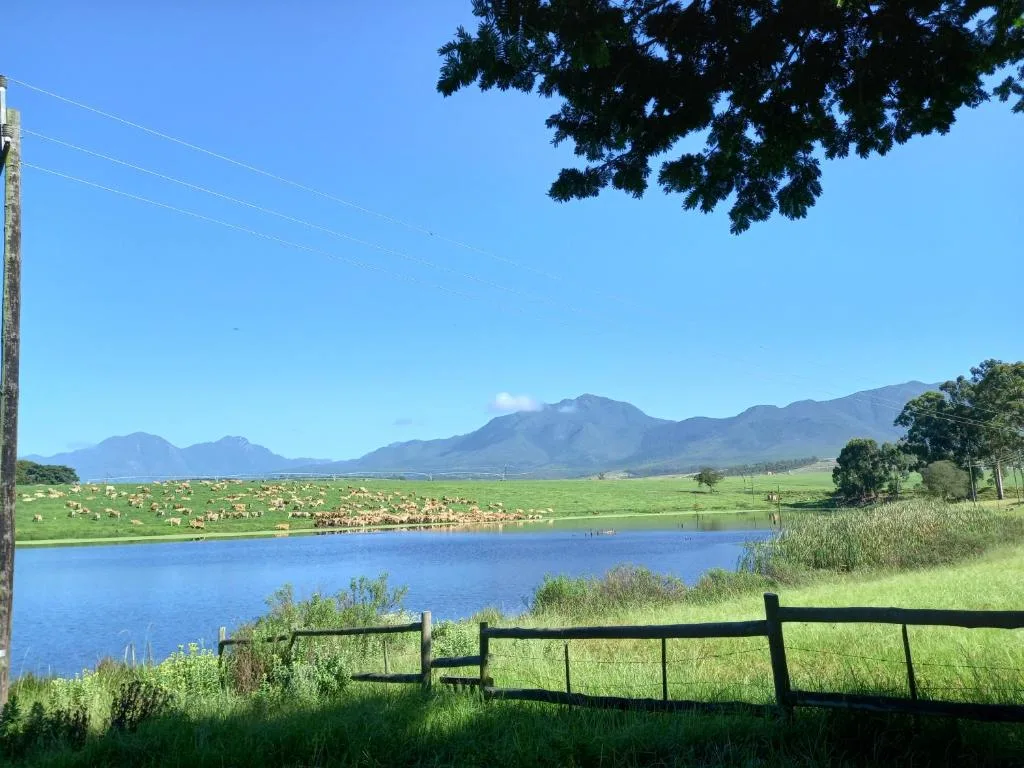 Scenic lagoon view with mountains, grazing cattle, and lush green fields