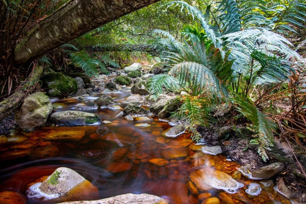 Scenic forest stream flowing through lush fern-lined ravine with moss-covered rocks
