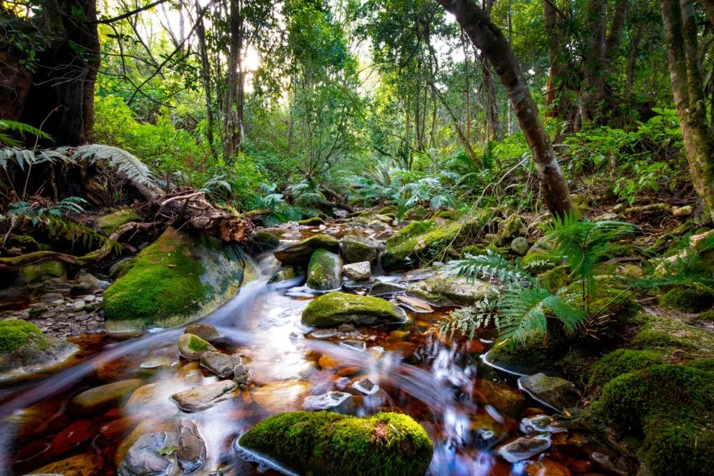 Lush forest stream with moss-covered rocks and verdant woodland surroundings