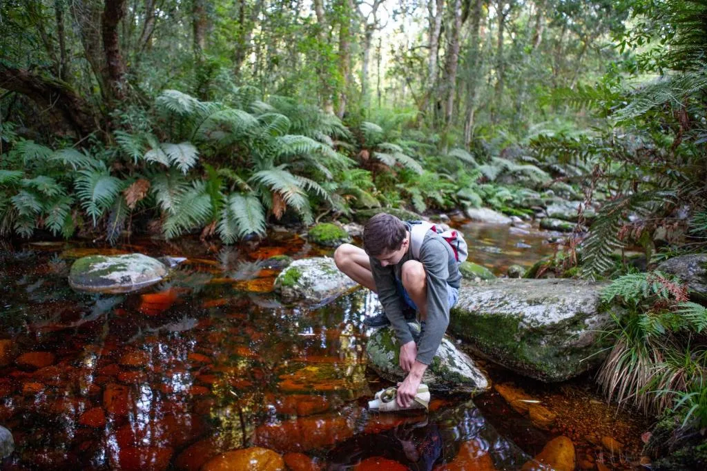 Lush forest stream with ferns, moss-covered rocks, and clear water