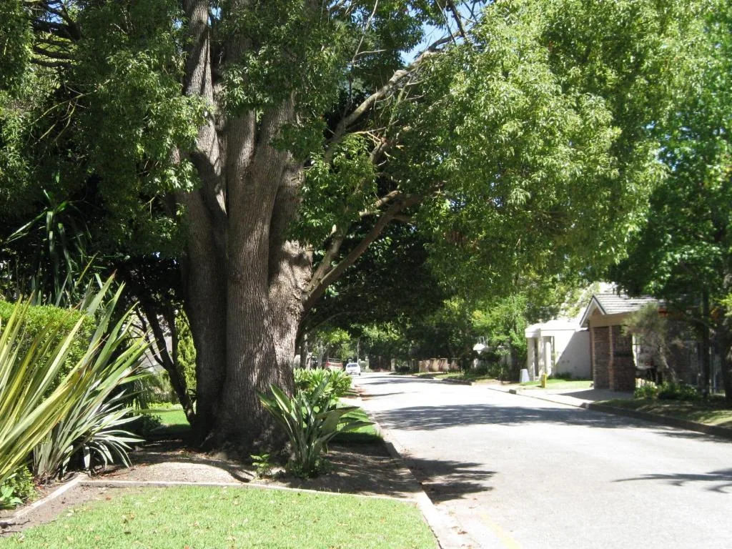 Tree-lined driveway with lush gardens and distant property buildings