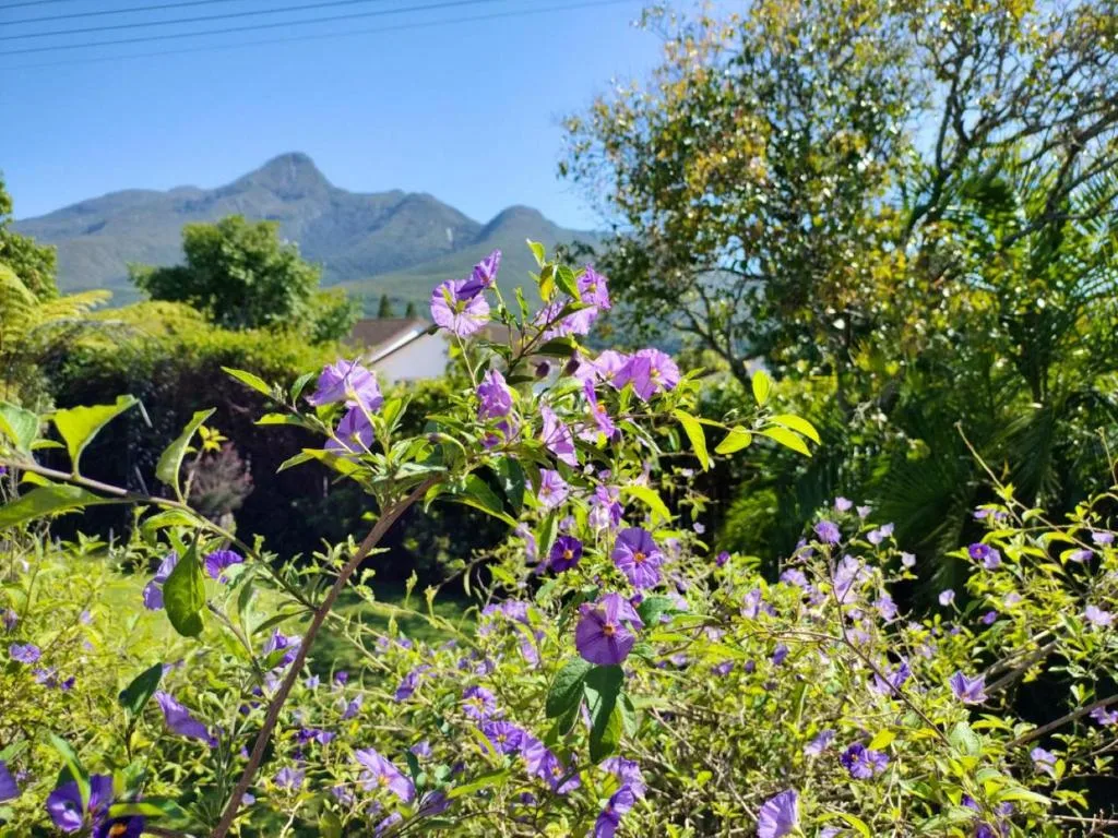Mountain vista with purple flowers framing scenic garden landscape view