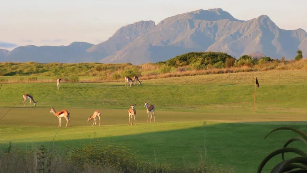 Majestic mountains and grazing antelope across scenic garden route landscape