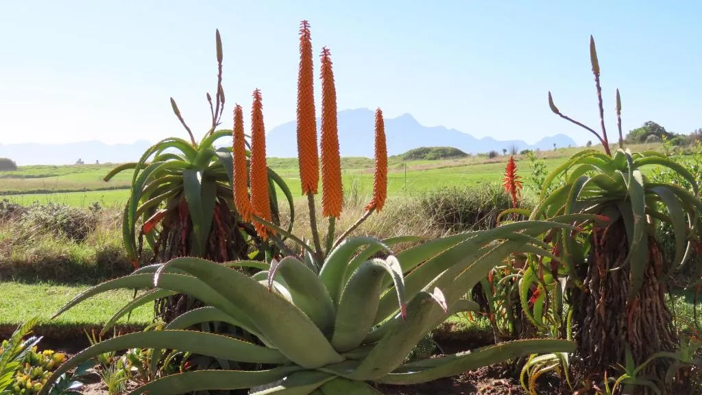 Mountain landscape with indigenous flowering plants and green valley vistas
