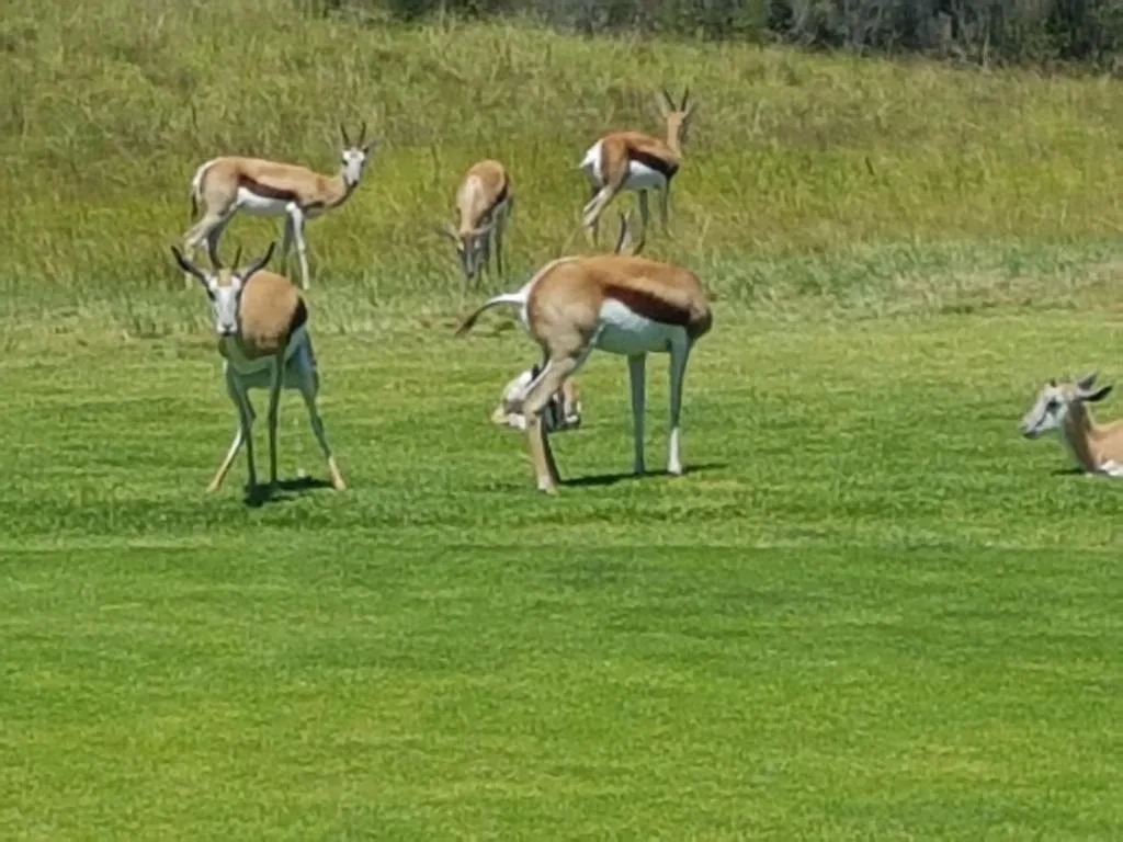 Herd of springbok grazing on lush green property grounds and meadow