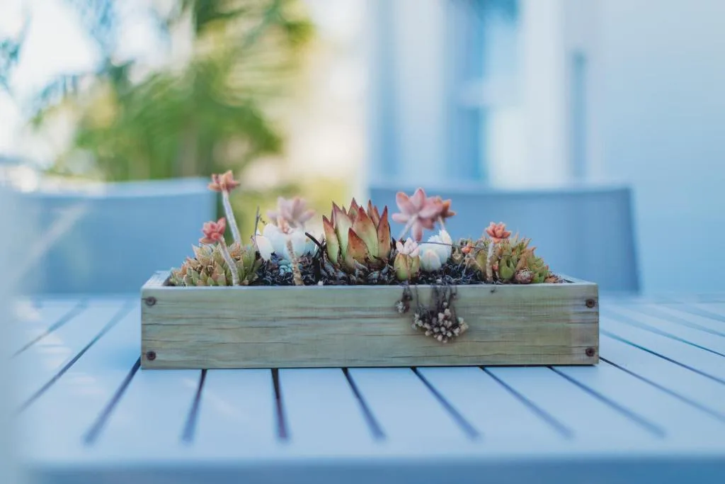 Wooden planter box with pink flowering succulents on blue deck