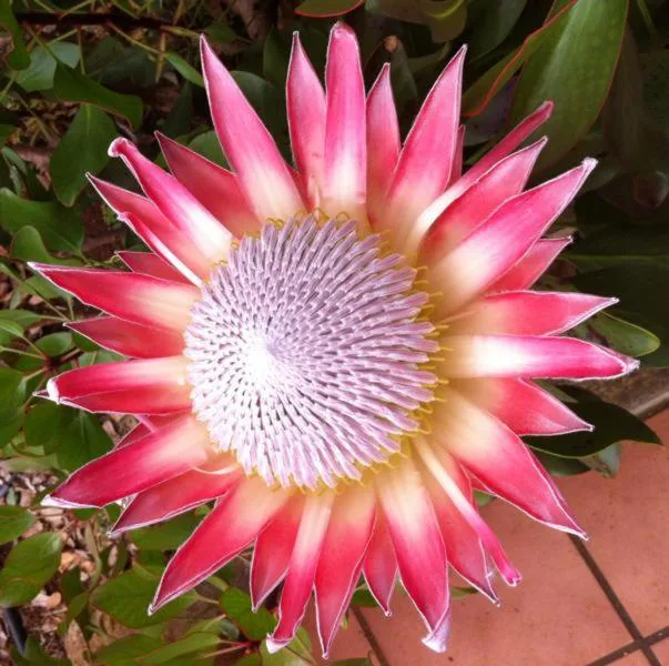 Vibrant pink protea flower blooming in the garden