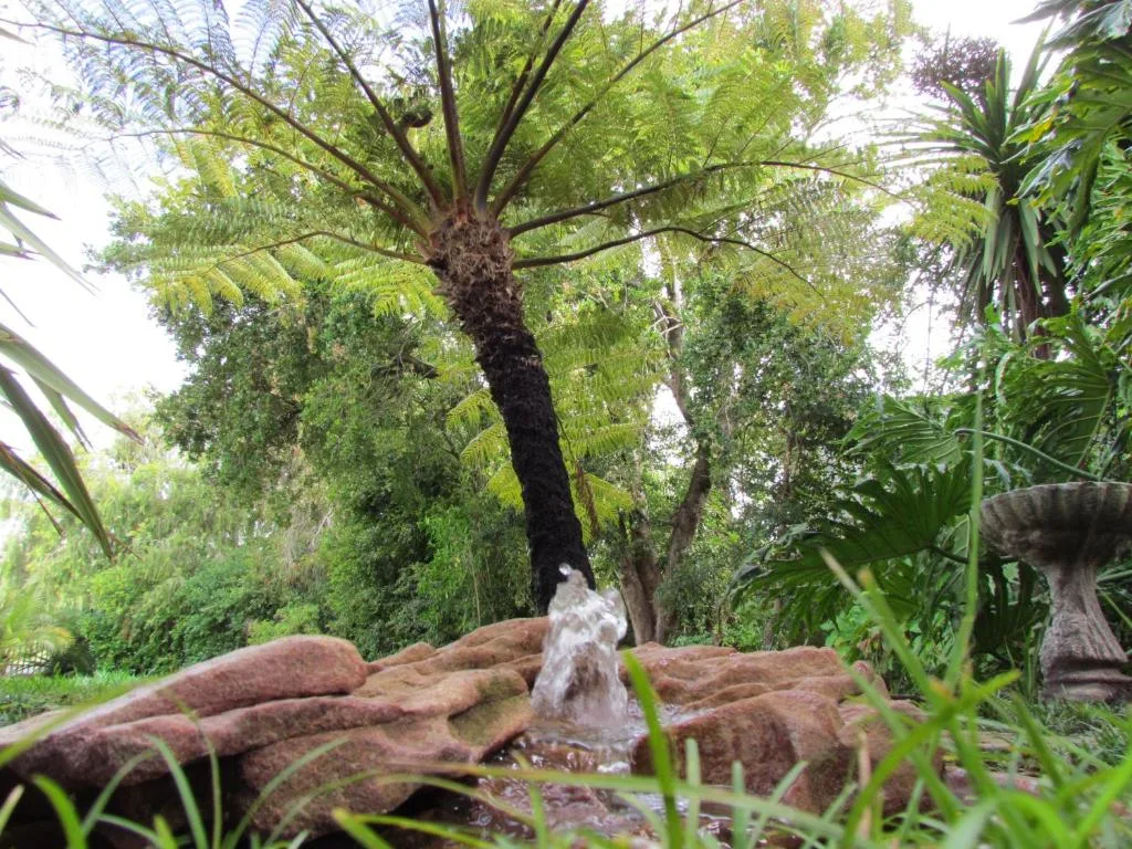 Lush garden with tree fern and small water feature fountain