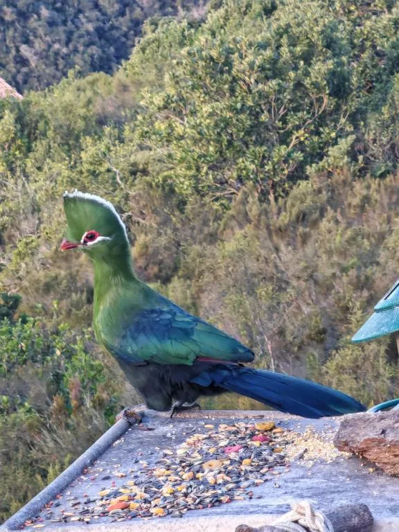 Colorful peacock perched on a feeding platform overlooking forest