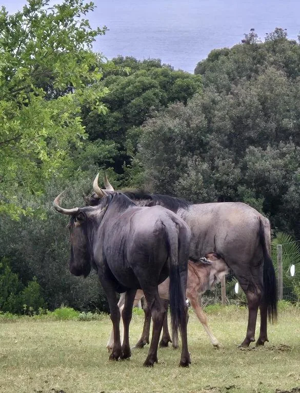Wildebeest sculpture displayed on grassy grounds surrounded by vegetation