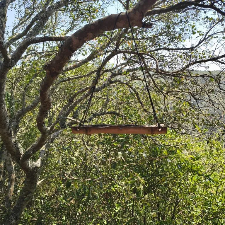 Rustic swing suspended from large tree branches in lush garden setting
