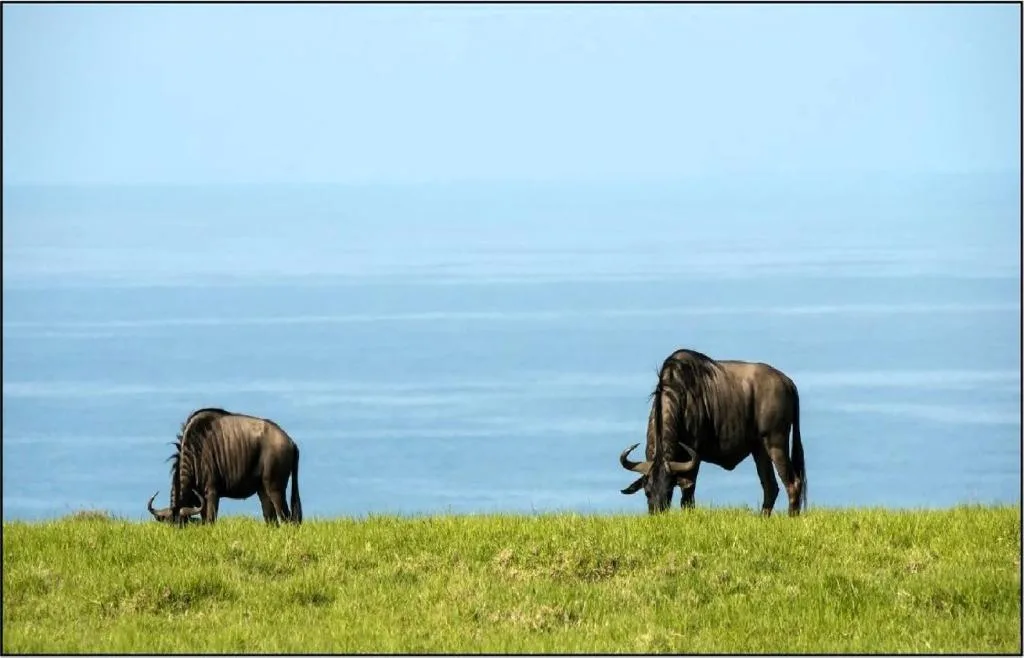 Wildebeest grazing on grassy hillside overlooking ocean horizon