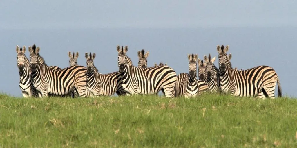 Zebras grazing in natural grassland with clear blue sky horizon