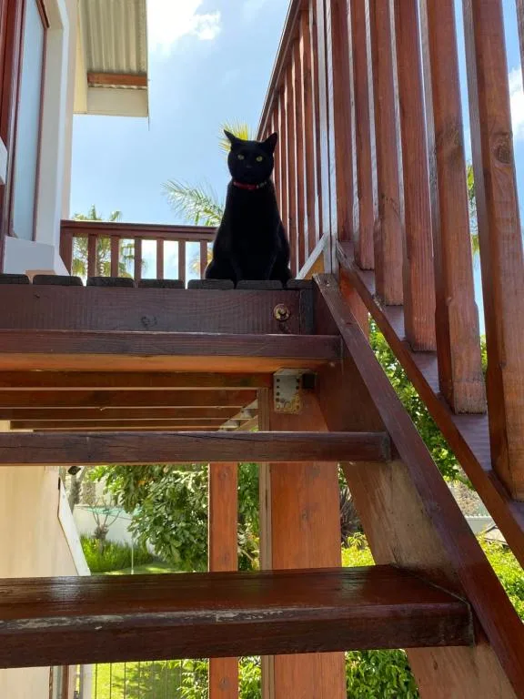 Black cat sitting on wooden deck railing with garden views