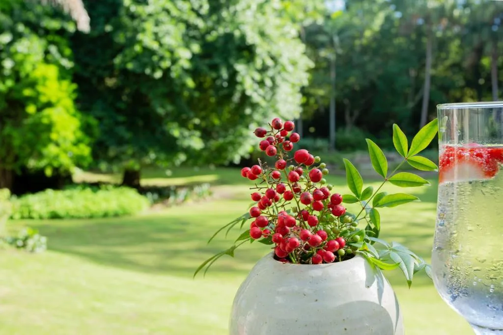 Red flowers in white pot with garden and drink in background