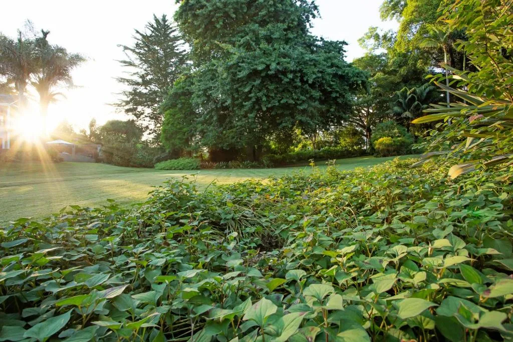 Lush green garden grounds with mature trees and morning sunlight
