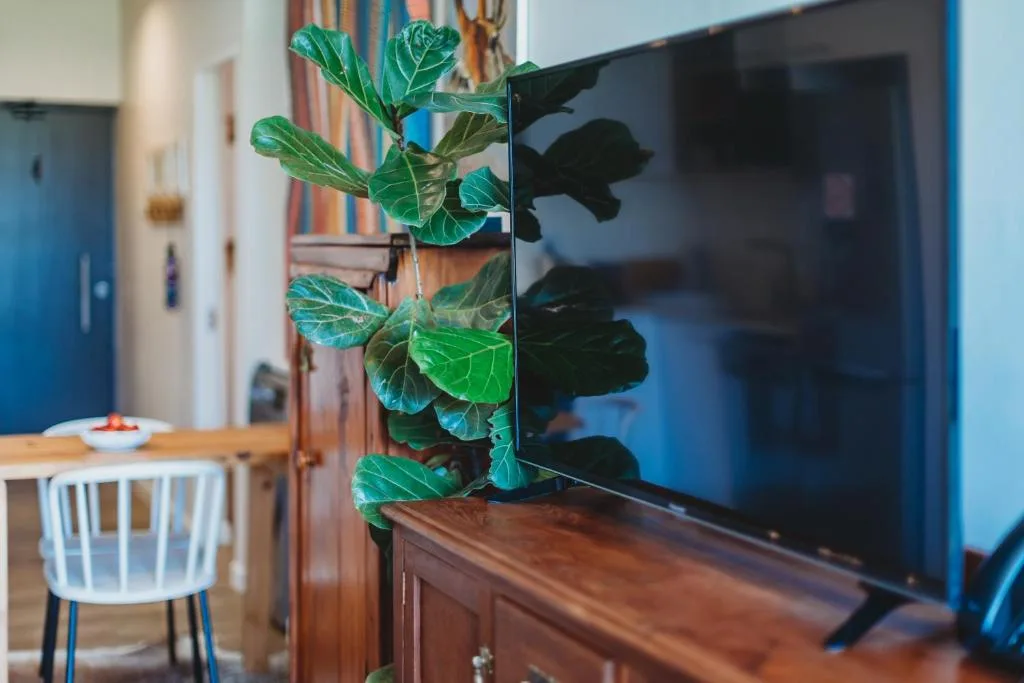 Living room with flat-screen TV and decorative indoor plant