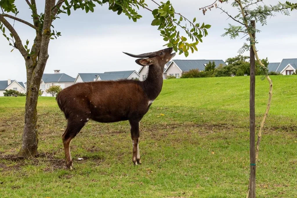 Brown antelope grazing on lush green grounds with residential homes visible in background