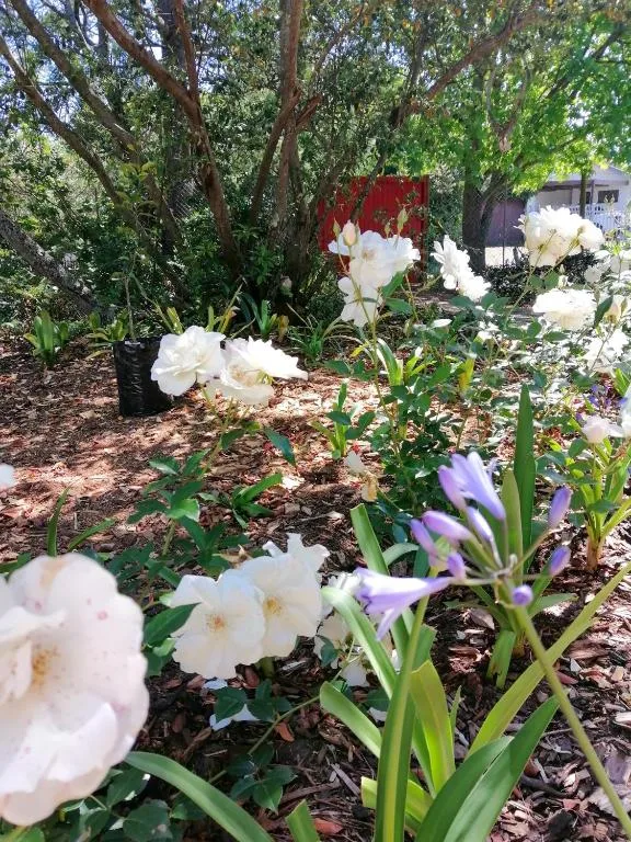 Blooming white roses and purple irises in lush garden setting