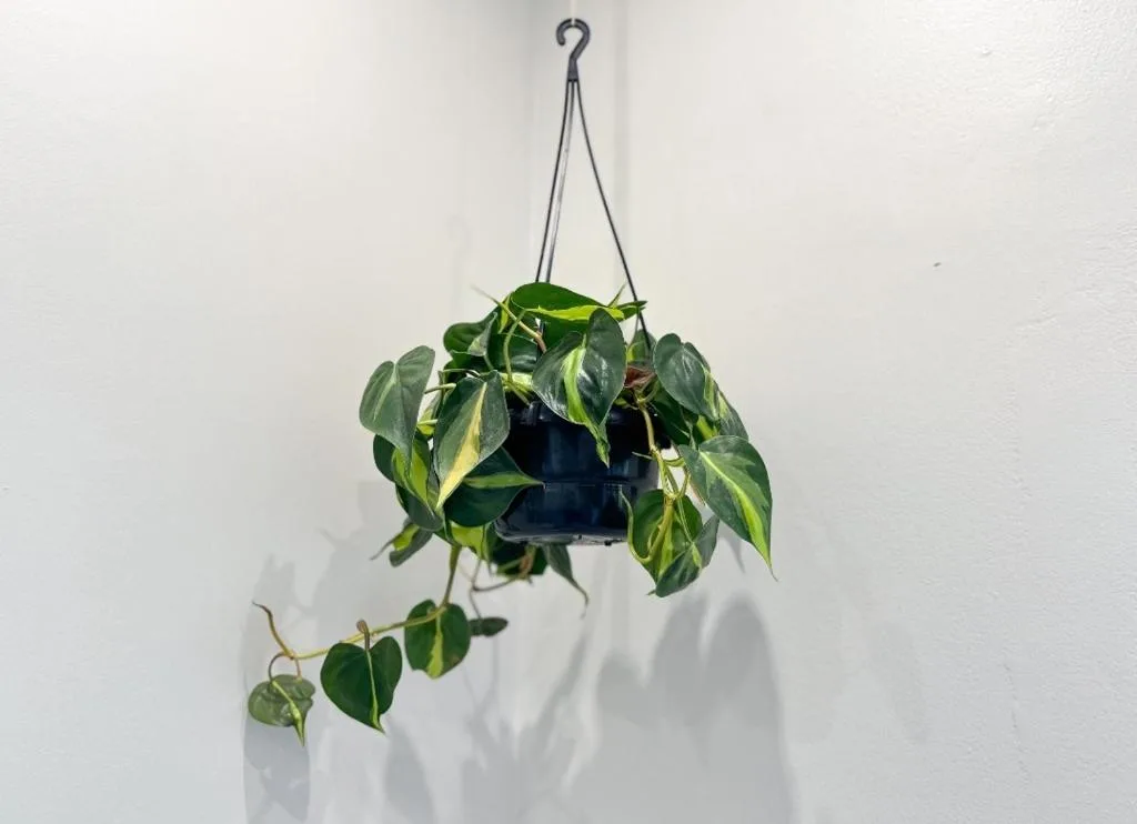 Hanging potted plant with trailing green foliage against white wall
